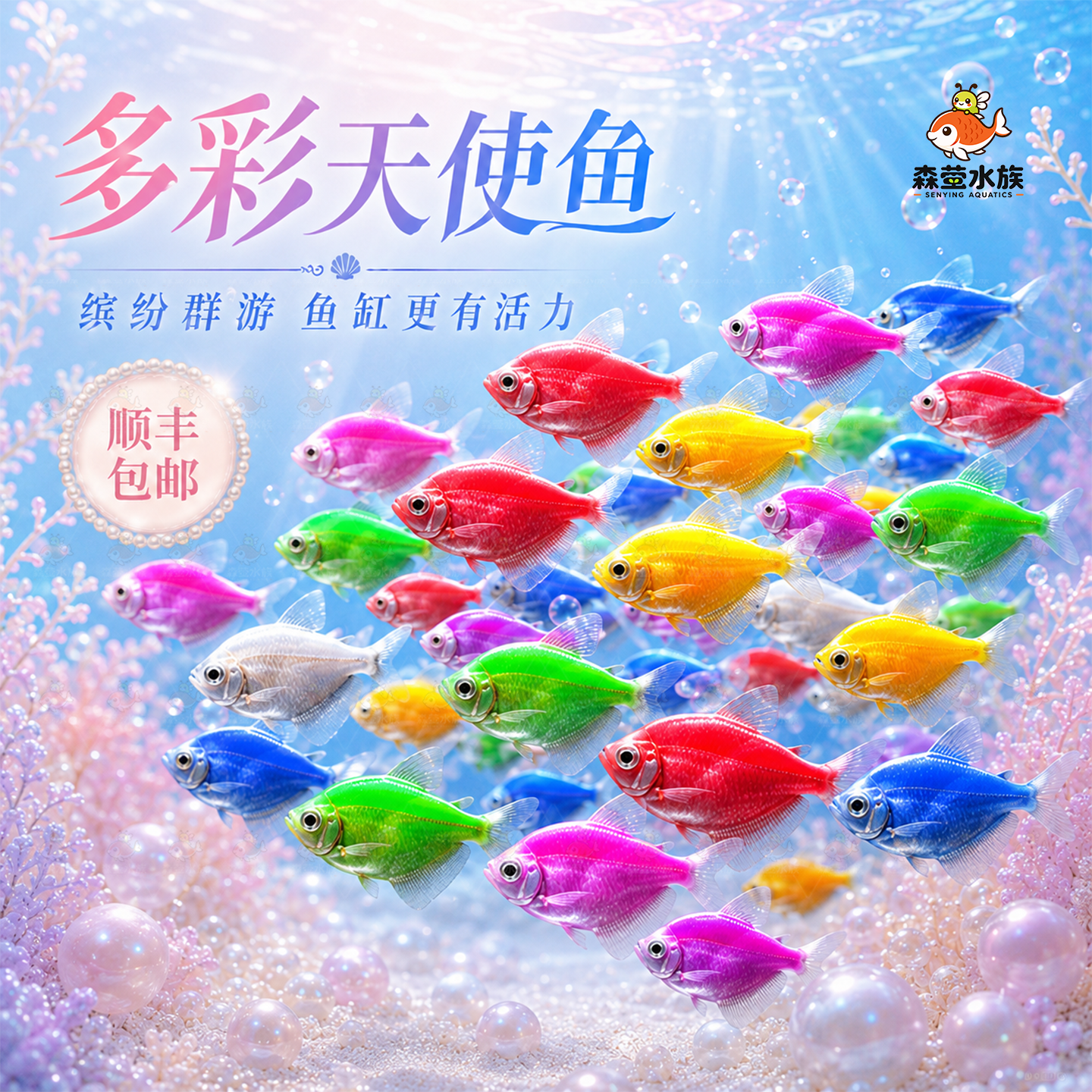 天使鱼观赏鱼活鱼大号群游活体斑马孔雀热带鱼小型鱼淡水好养耐活