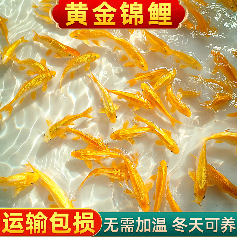黄金锦鲤活鱼好养耐冷水苗体