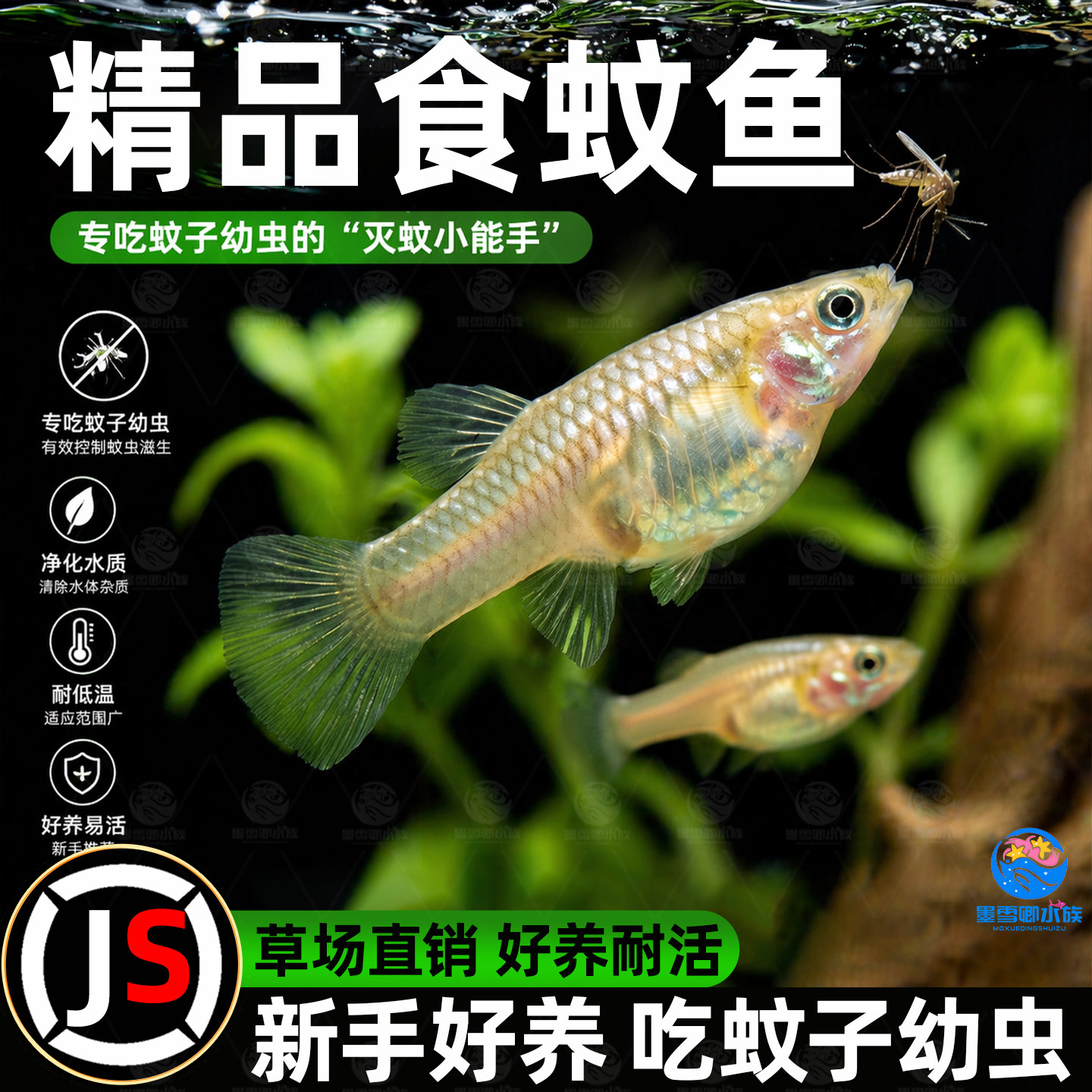 食蚊鱼胎生大肚鱼观赏鱼吃蚊虫幼虫原生耐低温耐高温不需打氧好养