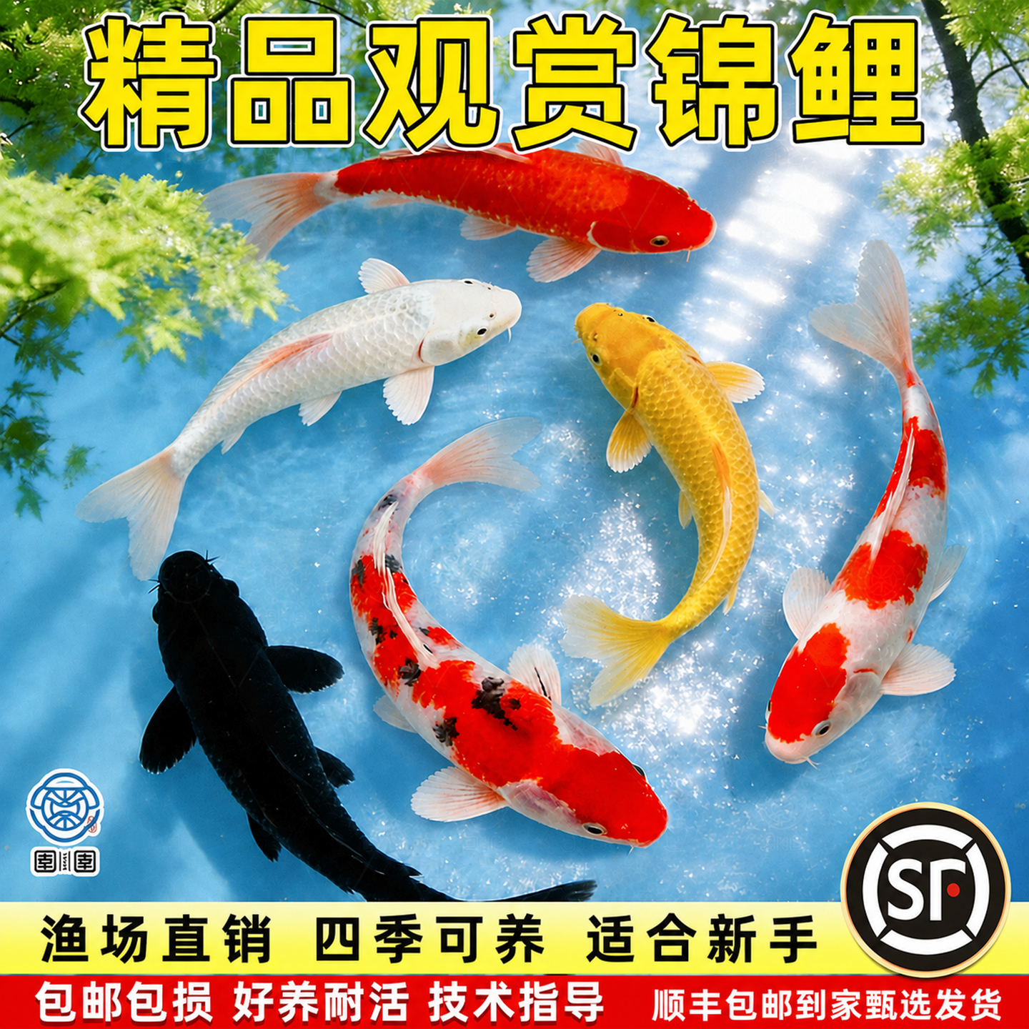 顺丰纯种锦鲤活鱼观赏鱼小型红白冷水淡水鱼草金鱼好养耐活活体鱼