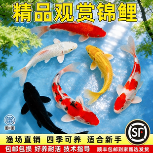 顺丰纯种锦鲤活鱼观赏鱼小型红白冷水淡水鱼草金鱼好养耐活活体鱼