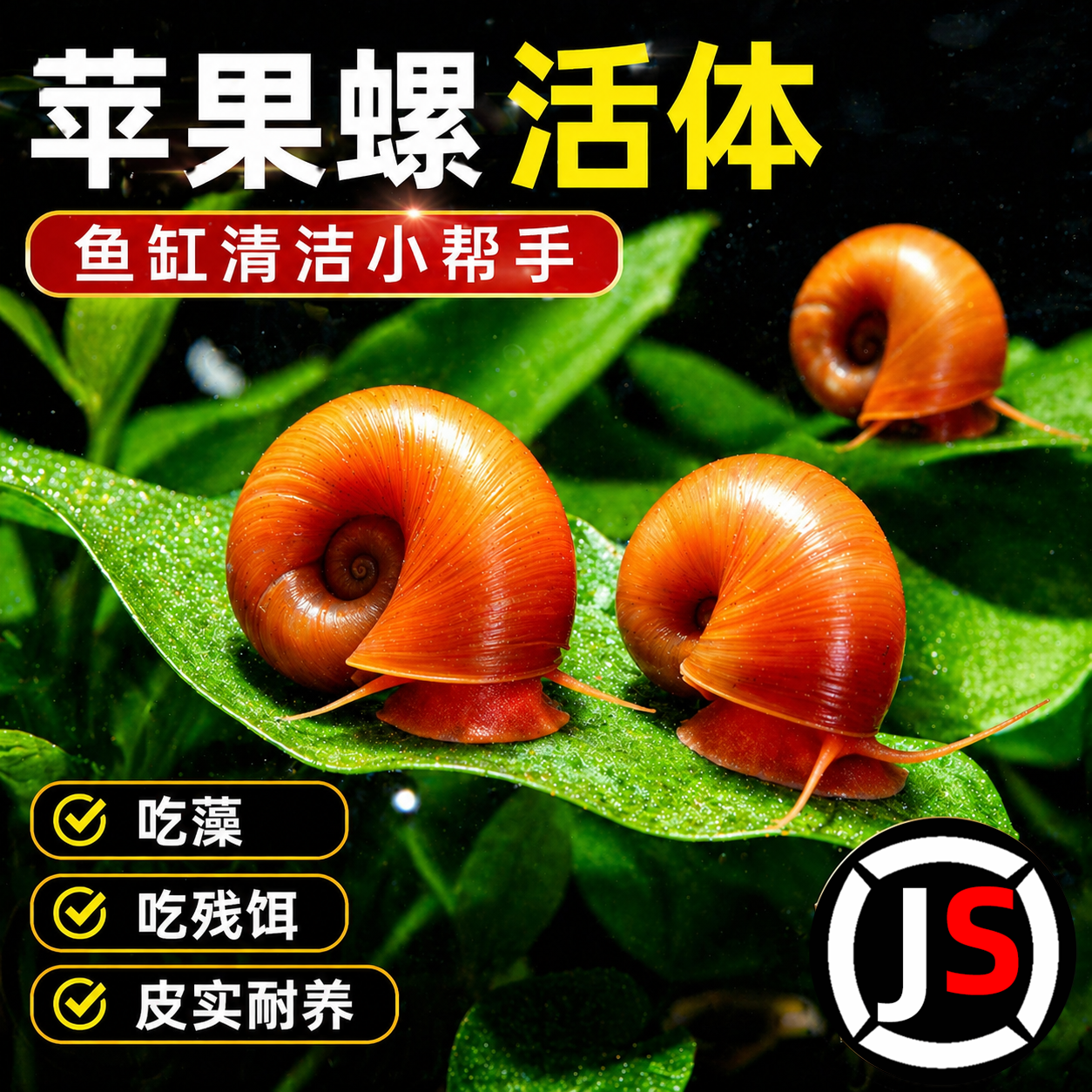 苹果螺除藻螺迷你观赏螺蜗牛工具螺水草缸除苔清理残食清洁螺包邮