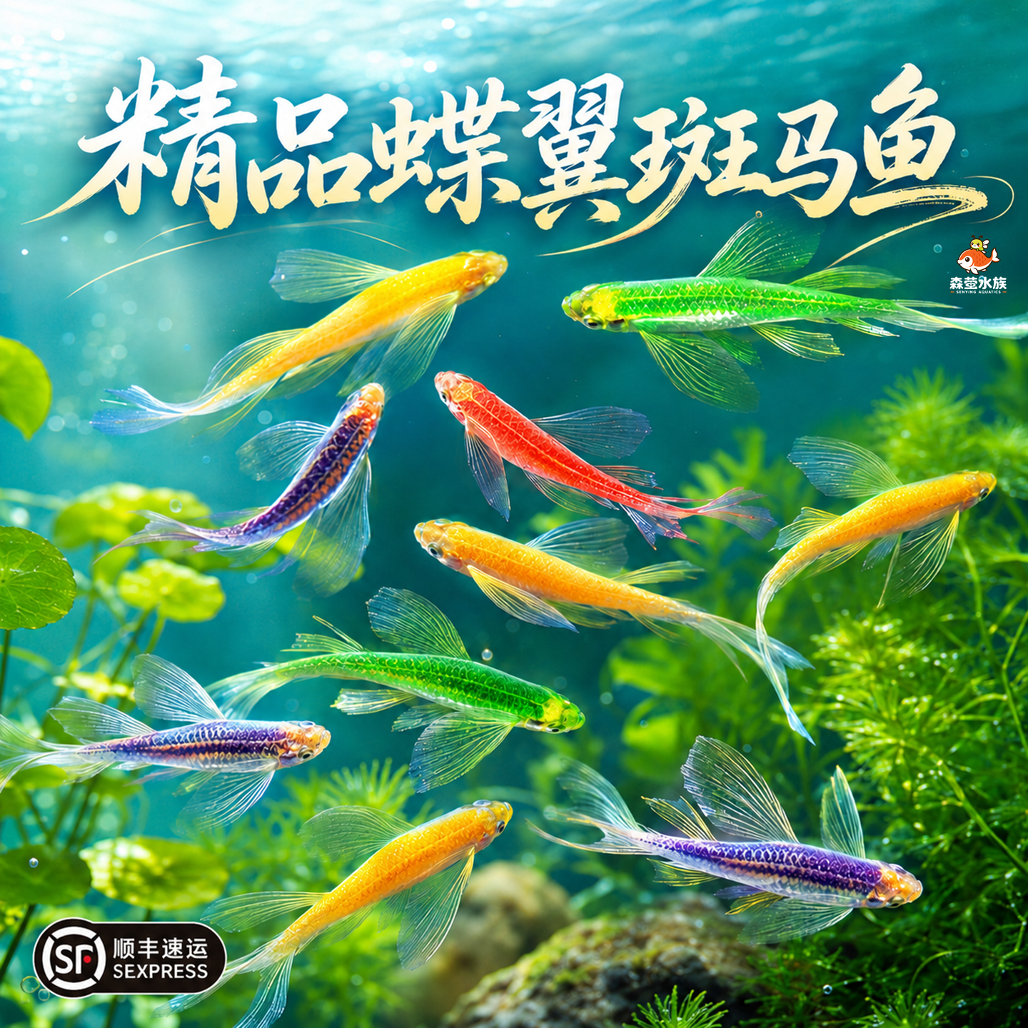 蝶翼斑马鱼热带小型观赏鱼淡水冷水鱼孔雀鱼灯科鱼耐寒好养活体鱼