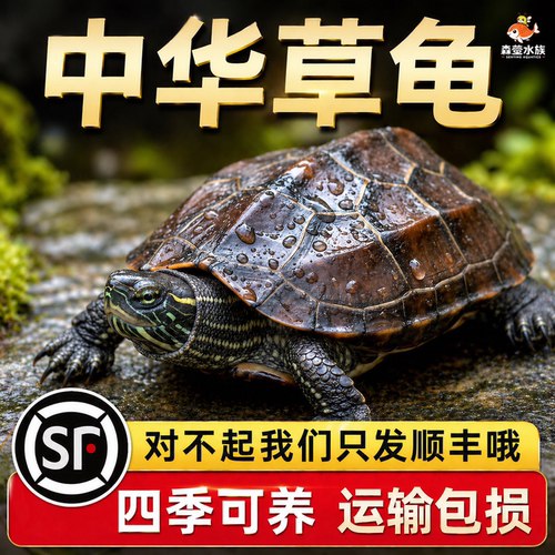 乌龟活物纯种中华草龟适合家养认主宠物活体陆地观赏巴西龟耐活