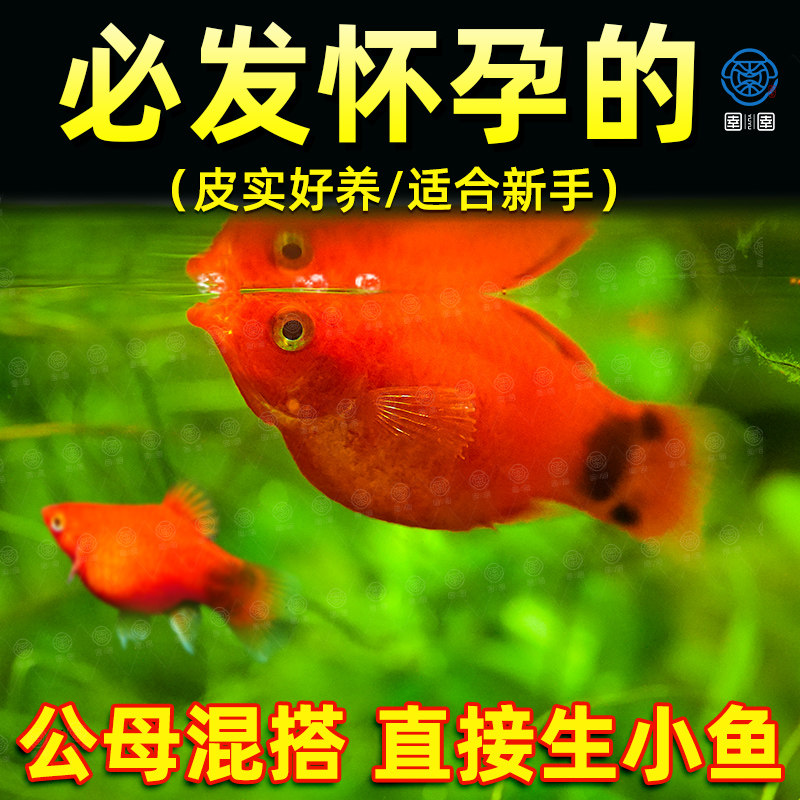米奇鱼胎生鱼月光鱼观赏鱼小型热带鱼生小鱼玛丽鱼苗皮球好养耐活