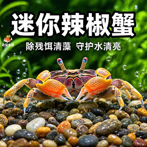 迷你辣椒蟹观赏蟹宠物螃蟹淡水鱼缸除藻吃粪便清洁工具深水小螃蟹