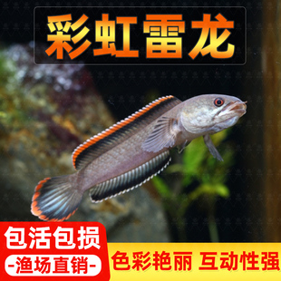 热带鱼观赏鱼彩虹雷龙鱼活体七彩蓝帆南鳢雷龙淡水凶猛鱼耐养