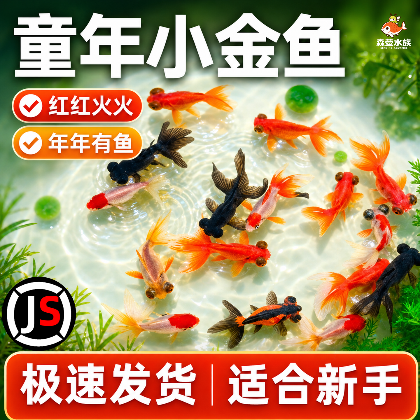 金鱼活鱼观赏鱼小型活体淡水冷水鱼好养耐活鸿运当头金鱼兰寿锦鲤