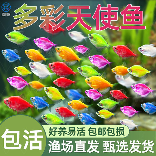 天使鱼大号观赏鱼小型淡水热带鱼七彩红天使柠檬黄好养耐活群游鱼