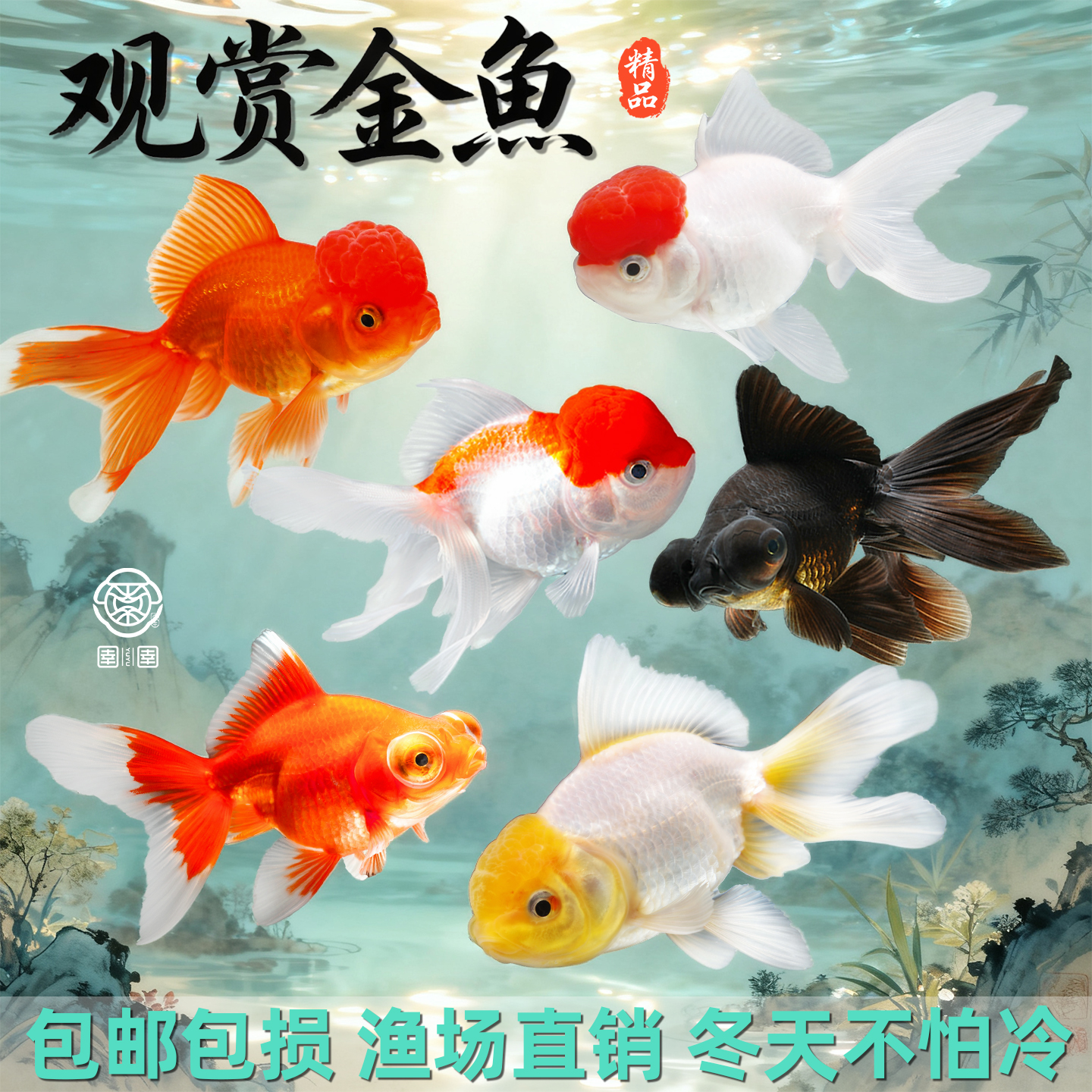 金鱼活鱼观赏鱼活体小金鱼冷水鱼好养耐活金鱼苗淡水鱼宠物鱼大型