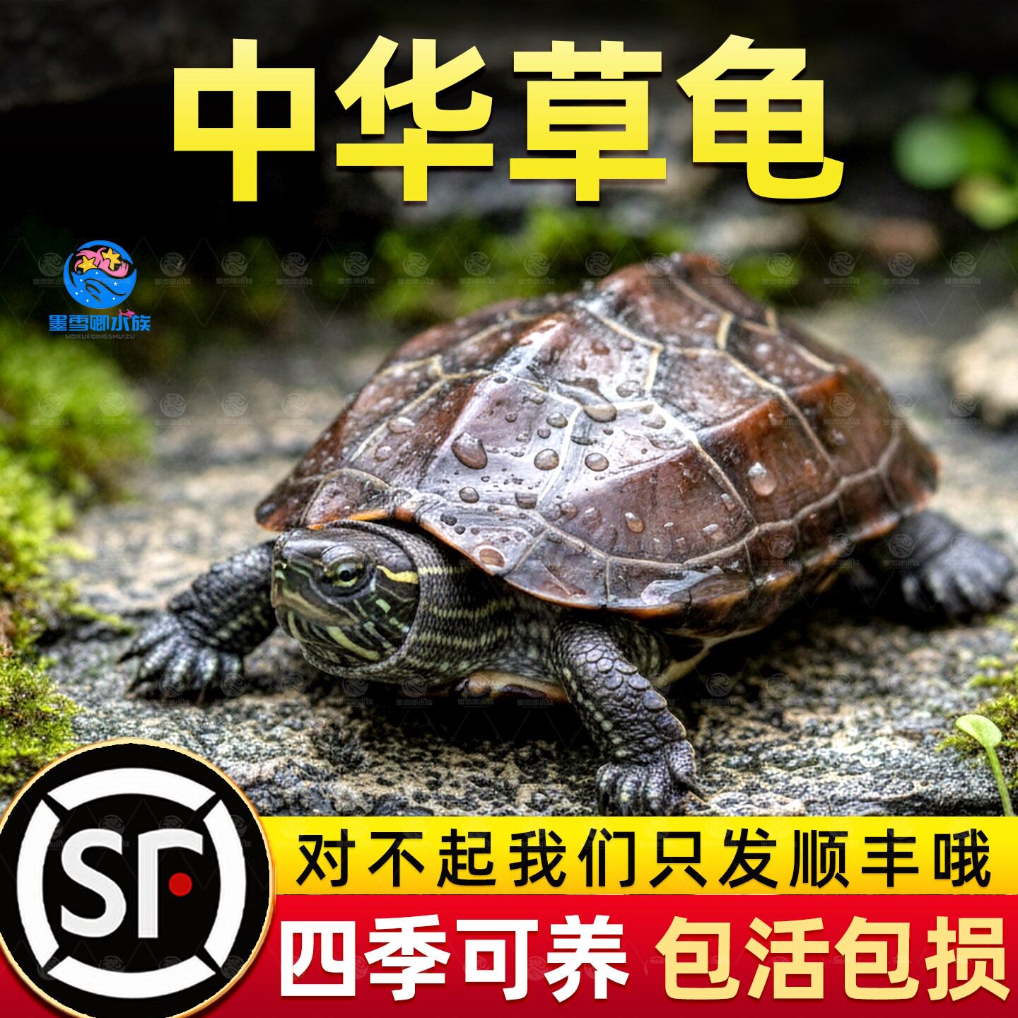 乌龟活物纯种中华草龟适合家养认主宠物活体陆地观赏巴西龟耐活