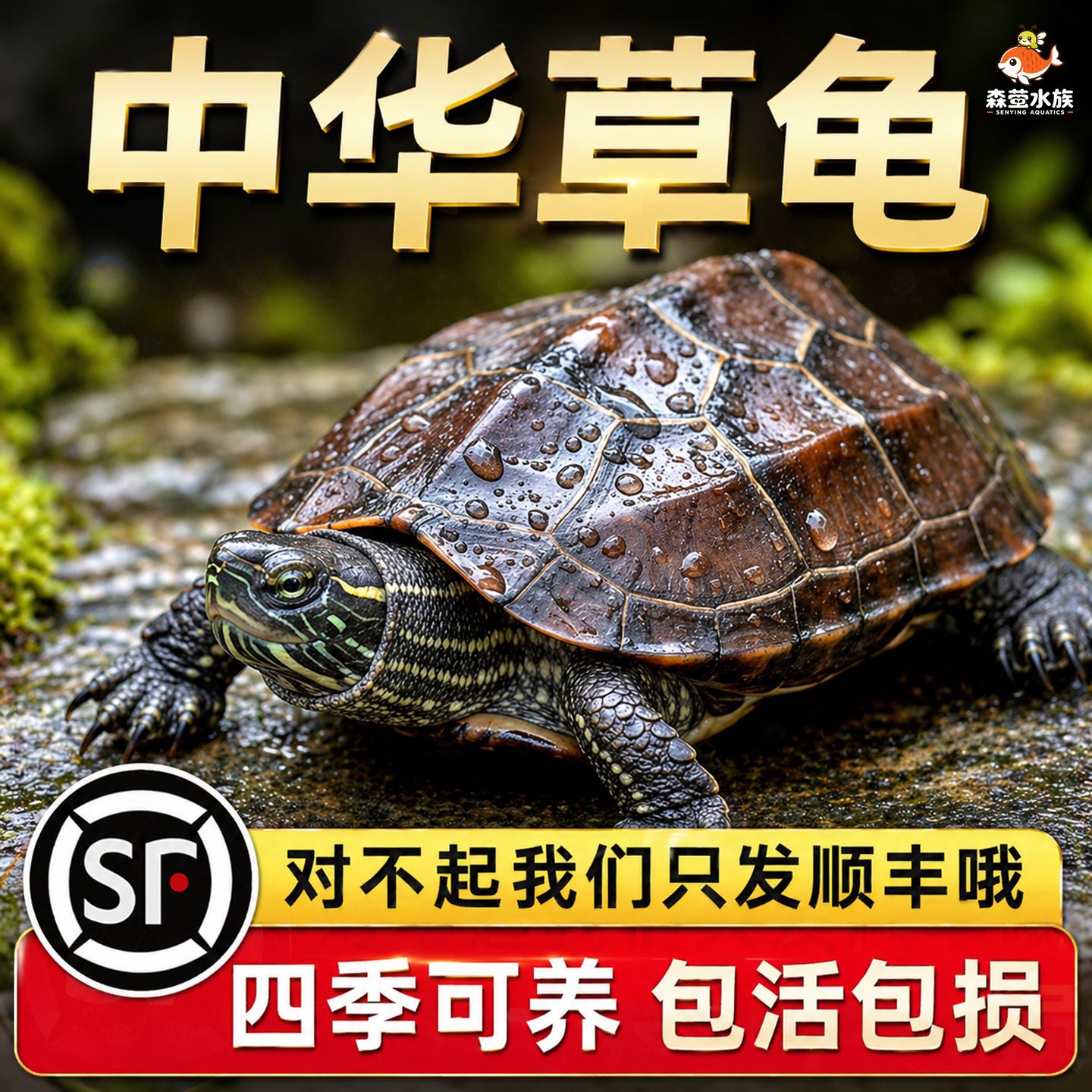 乌龟活物纯种中华草龟适合家养认主宠物活体陆地观赏巴西龟耐活