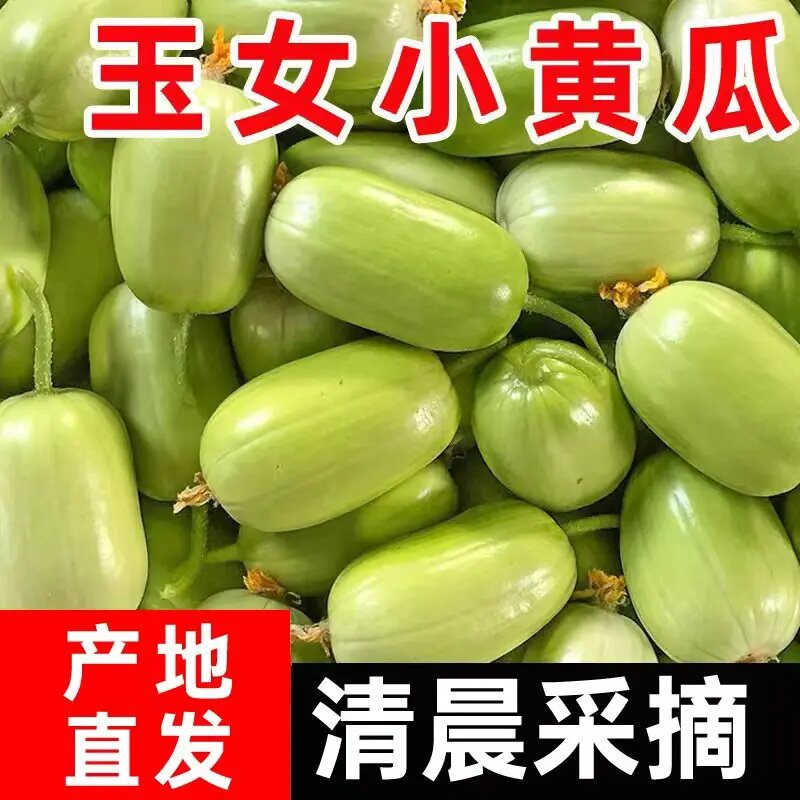 【下单立减50】山东寿光玉女黄瓜新鲜拇指金童玉女水果黄瓜现摘 Q