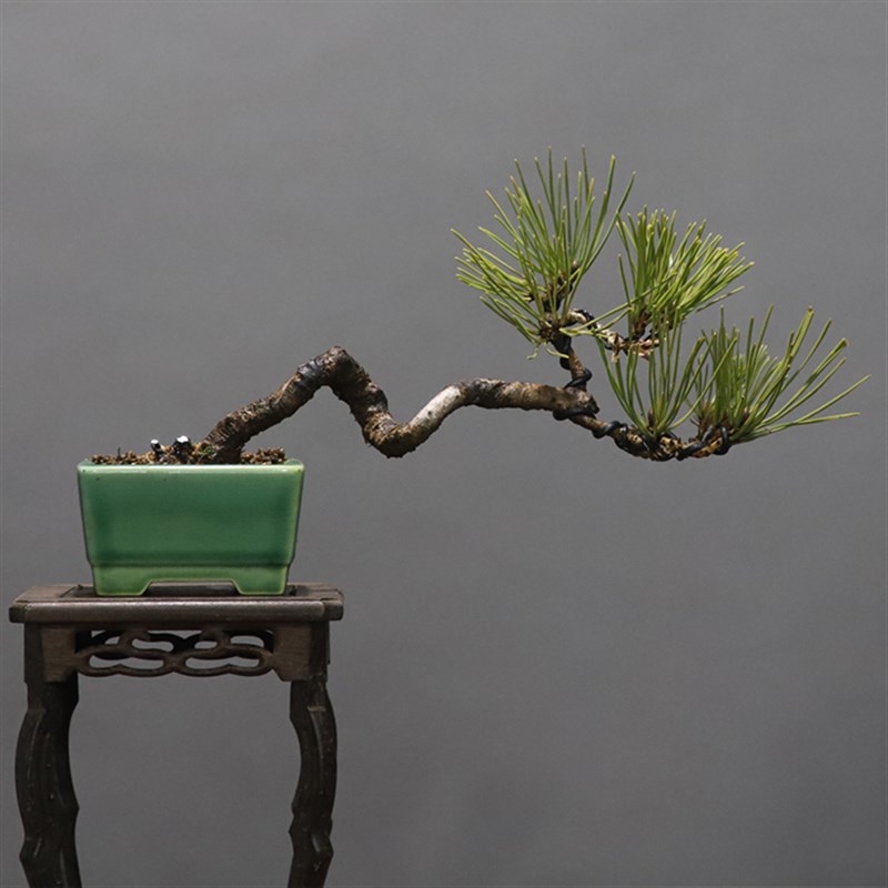 爆皮小黑松掌上盆景m茶台盆景办公桌绿植掌上盆栽耐旱耐冻植物送