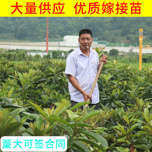 新品种鸡蛋黄甜蜜枇杷苗嫁接枇杷