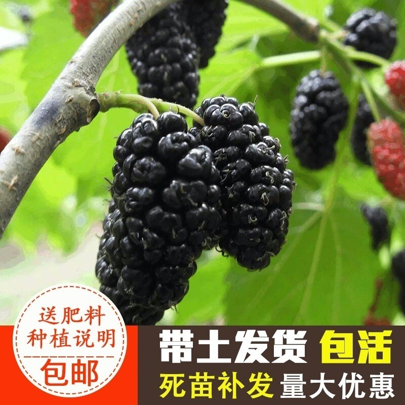 桑葚树苗无籽十大嫁接四季盆栽大叶桑树苗南北方种植地栽当年结果