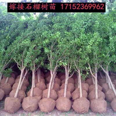 大红软仔无籽石榴树苗庭院果树盆栽地栽室内南北方种植当年结果