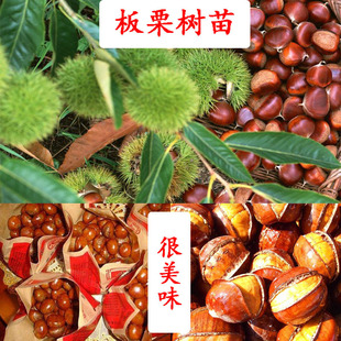 良种迁西板栗苗树庭院果树果苗大红袍板栗树果苗嫁接苗南北方种植