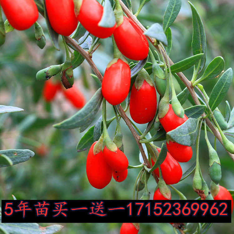 福建漳州新鲜枸杞叶枝苗不带根插枝种植叶用枸杞苗食叶型枸杞菜