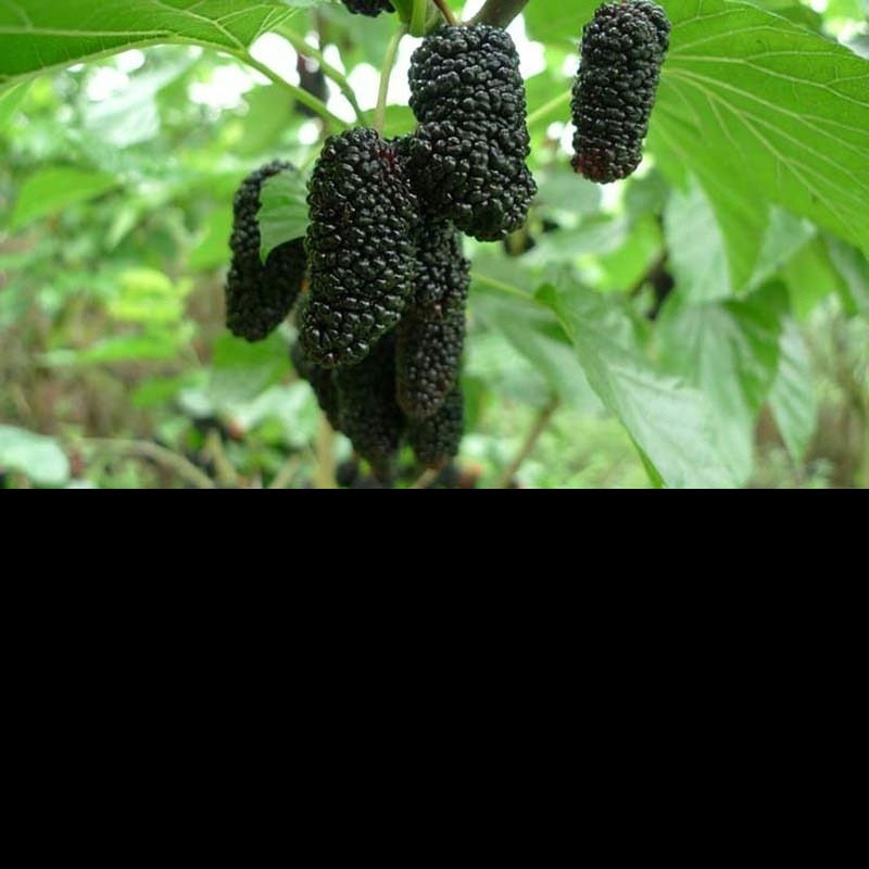 全新桑葚种子 桑树种子 果桑种子 马桑 桑枣树种子 包发芽包邮