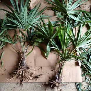 野生棕榈树棕树苗扇子树棕树苗庭院室内外风景绿化树现挖现发盆景