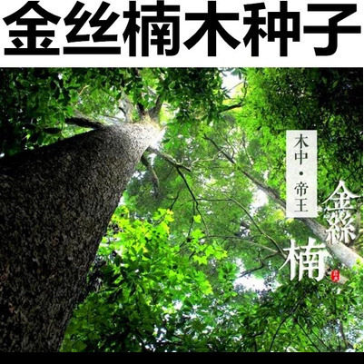 新采金丝楠木树种子 四川小叶楠 细叶金丝楠 桢楠 紫檀楠木种子