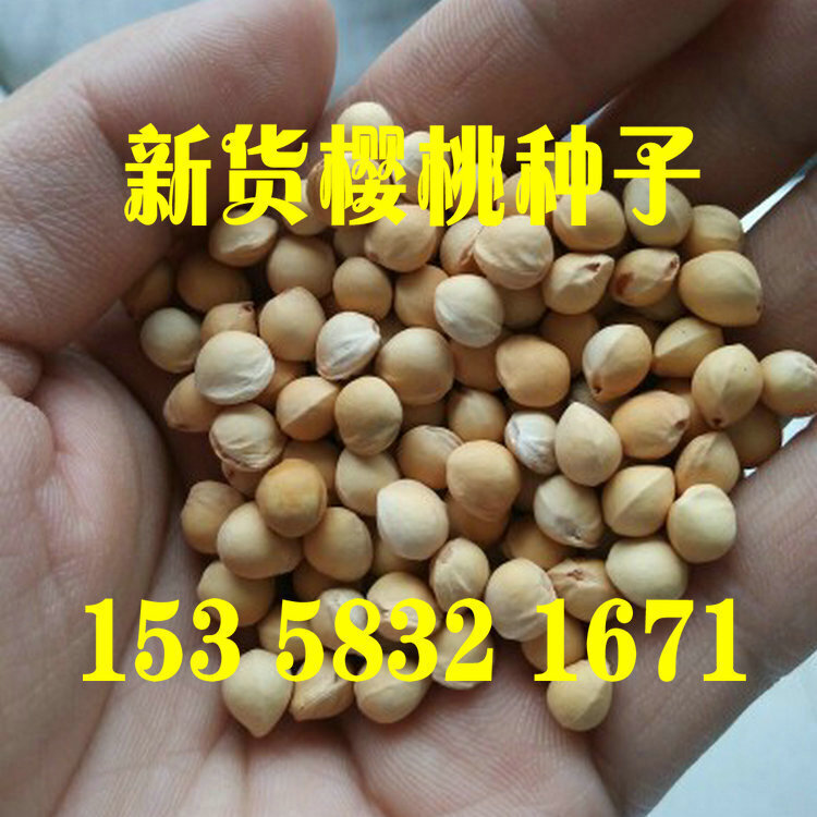 大青叶樱桃种子 马哈利樱桃树种 山樱种子 野生毛樱桃 黄樱桃