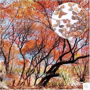 新采花种子/黄栌种子/烟树种子/花卉/彩叶树种子 林木种子风景树