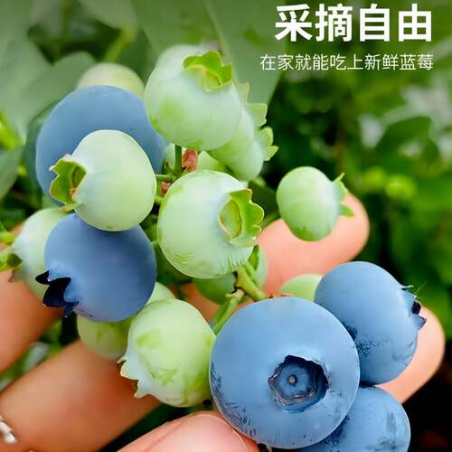 蓝莓树果苗蓝莓树苗盆栽地栽蓝莓