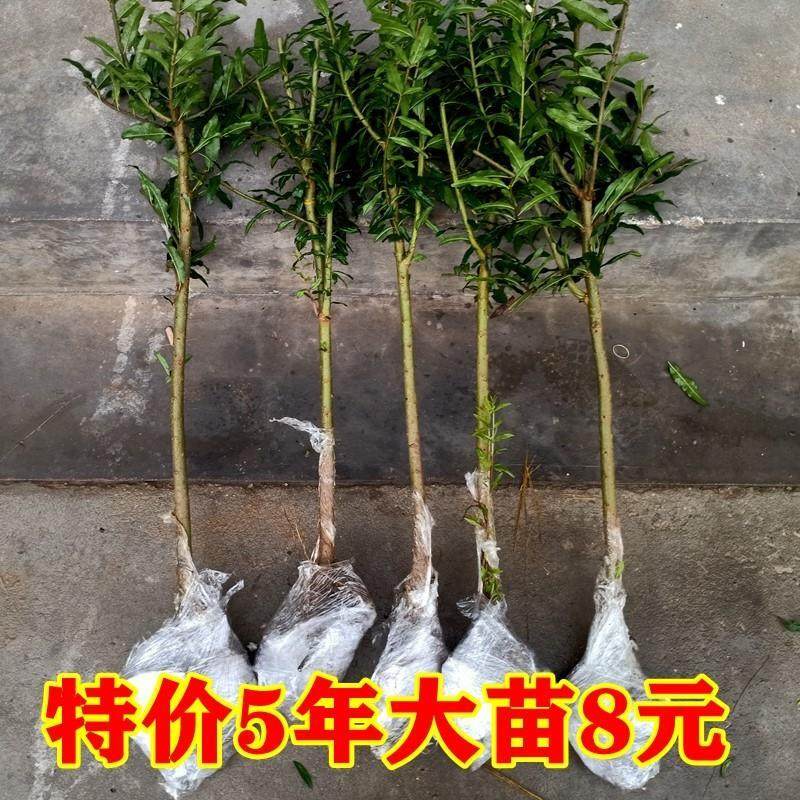 特大果石榴树苗庭院果树盆栽软子嫁接苗会理突尼斯软籽石榴树树苗