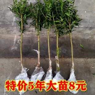 特大果石榴树苗庭院果树盆栽软子嫁接苗会理突尼斯软籽石榴树树苗