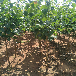 翠冠梨树苗梨树果苗南北方庭院地栽种植大树室内盆栽嫁接当年结果