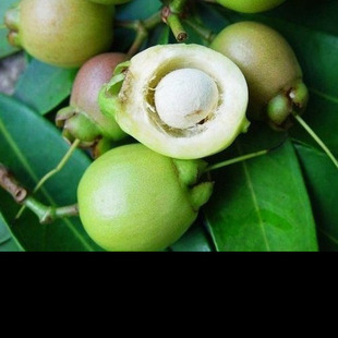 进口稀有果树 罗浮山蒲桃树 海南蒲桃苗,水蒲桃树苗 南北方盆栽