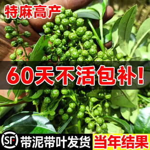 四川九叶青花椒苗树大苗当年结果盆栽地栽四季种植果树苗庭院树苗