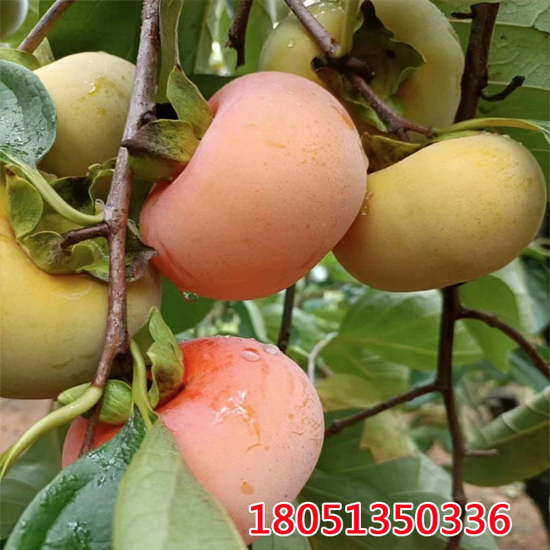 大红灯笼柿子树庭院果树大树矮化水晶软柿子树果苗南方北方种植