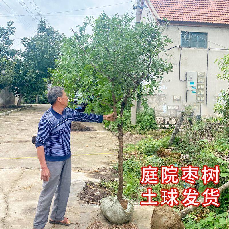 枣树活苗带土球种植嫁接特大冬枣冰糖金丝蟠枣南北方庭院盆栽果树