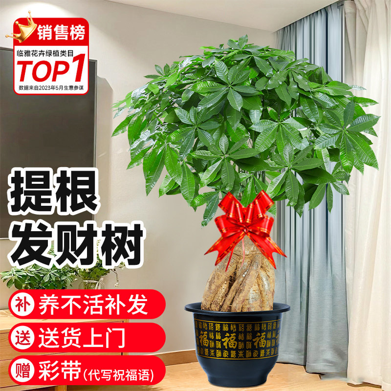 提根发财树客厅盆栽大棵招财树室内大型绿植物落地办公室开业送礼