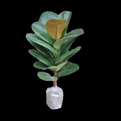 大叶型绿色黑金刚橡皮树苗盆栽绿植花卉阳台室内观叶植物净化粉尘