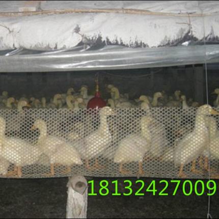 现货塑料平网鸡鸭育雏网 塑料网格网片塑料平网养殖网养殖场塑料