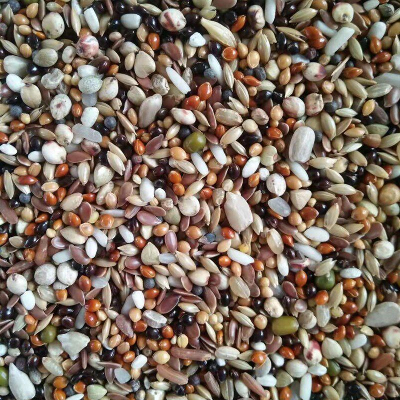 赛动力魔鬼鸽粮赛鸽信鸽观赏鸽肉鸽子育雏精细饲料鸟食5斤装包邮