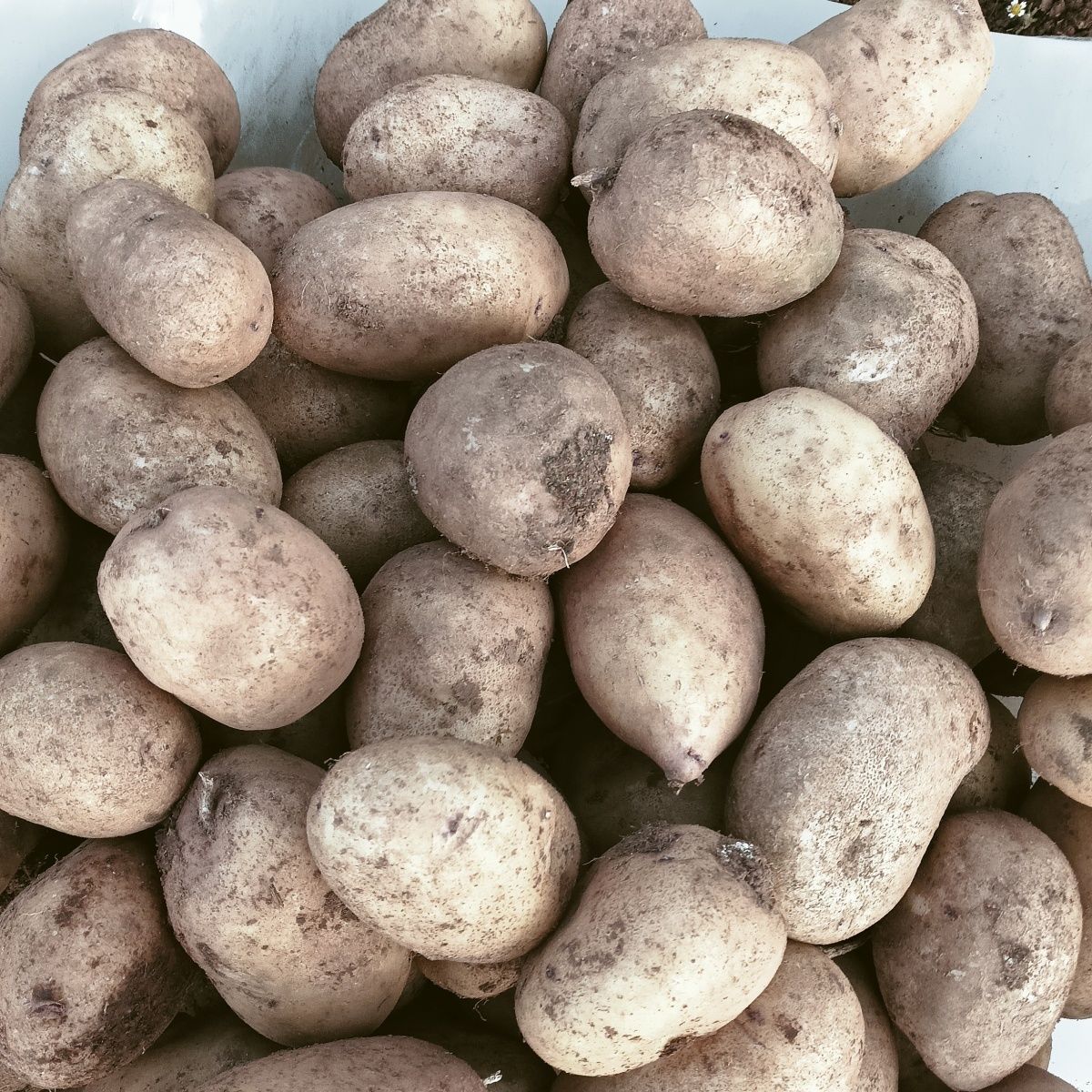 贵州威宁土豆高山憨包洋芋云薯