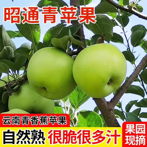 正宗昭通当季现摘脆甜小丑苹果
