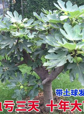 特大无花果苗树带土当年结果盆地栽南方北方庭院种植无花果树果苗