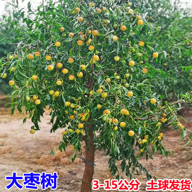 特大枣树活苗带土球当年结果超甜沾化冬枣庭院盆地栽嫁接枣树果苗