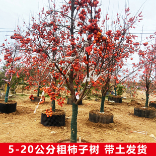 特大柿子苗树庭院果树无核脆甜牛心火晶南北方种植柿子树苗带土球