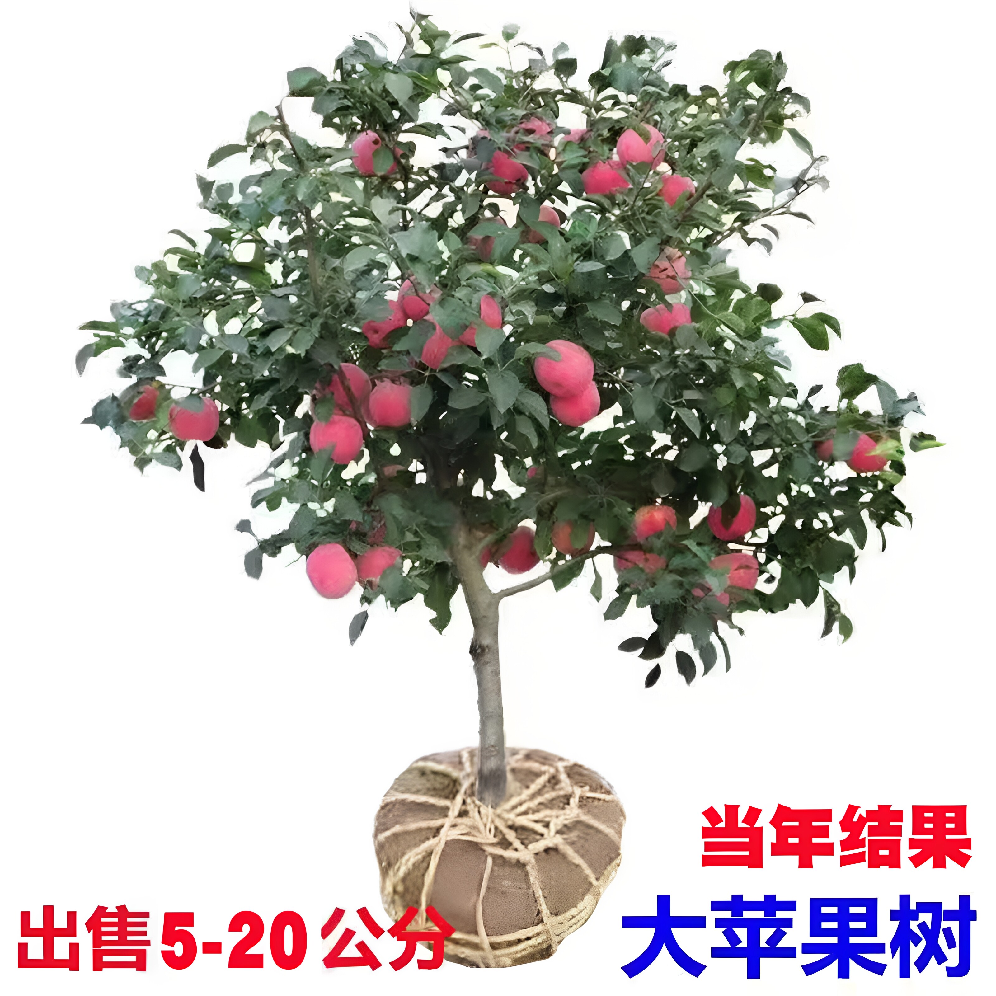 特大苹果树果苗嫁接冰糖心红富士盆栽地栽南北方种植带土当年结果
