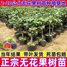 特大无花果树果苗矮化带土南方北方种植波姬红青皮盆地栽无花果苗