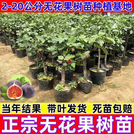 特大无花果树果苗矮化带土南方北方种植波姬红青皮盆地栽无花果苗