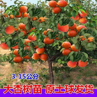 杏树果苗特大庭院果树果苗南北方种植盆栽地载当年结果甜杏子树苗
