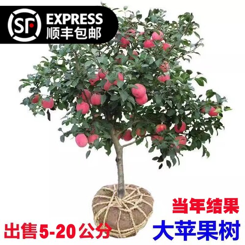 特大冰糖心红富士苹果苗当年结果